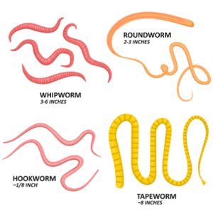 dog parasites and worms what they look like