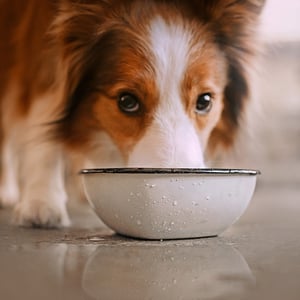  Perro bebiendo más agua