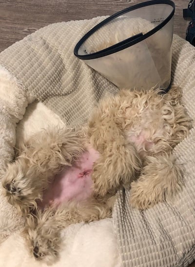 Perro con una incisión por esterilización.