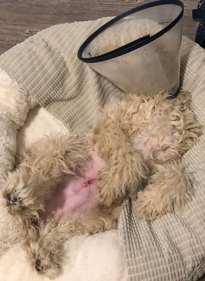 dog with incision from a spay
