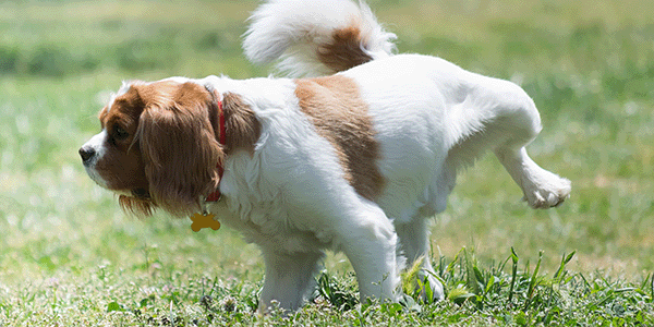 Perro orinando con infección urinaria 