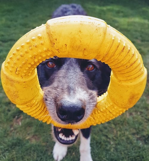 dog playing outside