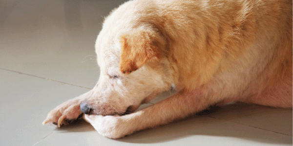 Perro con problemas de la piel y picazón en la pata