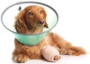 dog with a wound from an injury wearing a cone 