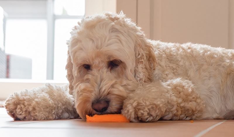 Labradoodle comiendo una zanahoria como golosina