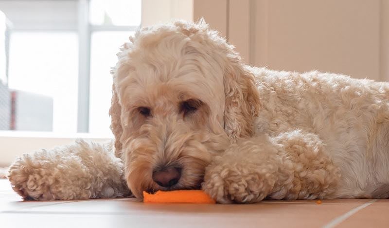 doodle dog eating a carrot treat
