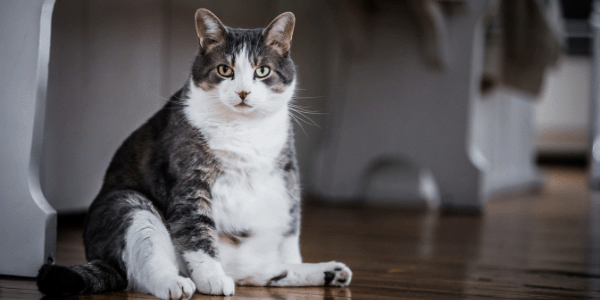 Gato obeso sentado