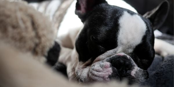 frenchie with IVDD