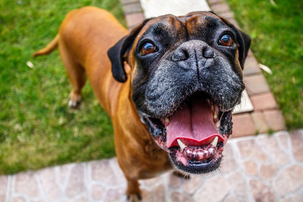 happy boxer dog with environmental allergies