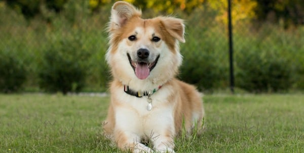 happy dog at park