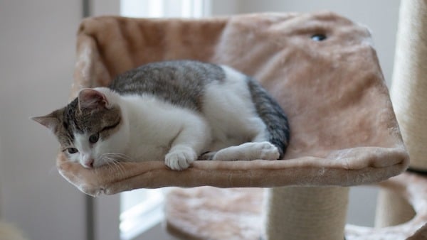 kitten on cat tree very comfortable