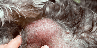 lipoma dog skin mass