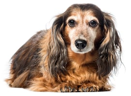 old dachshund with pain