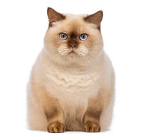 Gato diabético con sobrepeso
