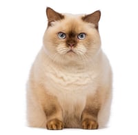 overweight-cat