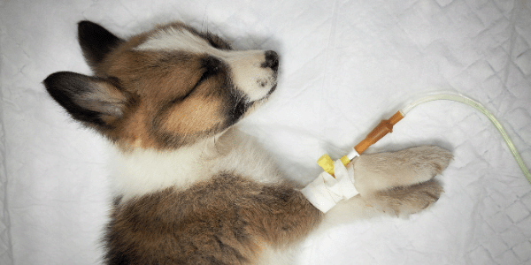 Cachorro con parvovirus