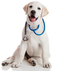 puppy with a stethoscope around neck
