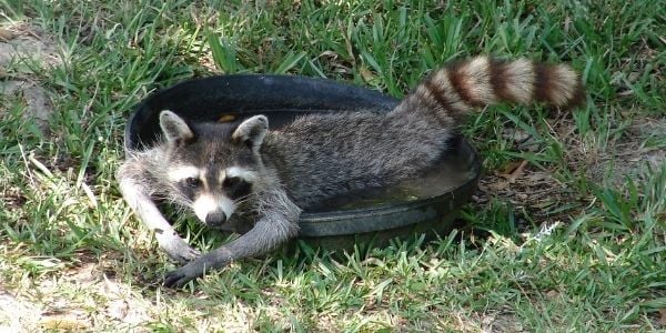 raccoon in water spreading zoonotic disease