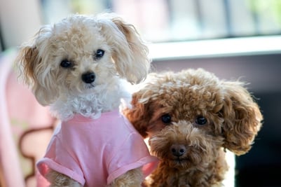 toy poodles at risk for diabetes