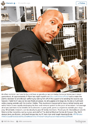 The Rock's Frenchie Brutus died of mushroom poisoning
