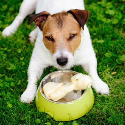 JRT guarding bone in food bowl