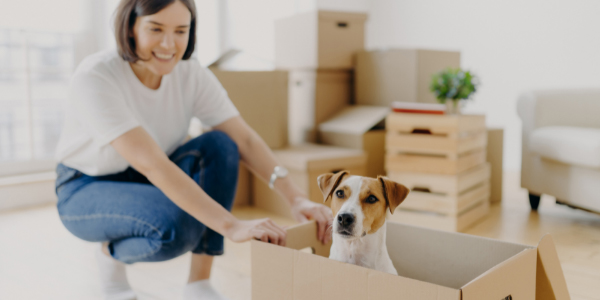 Jack Russell Terrier sitting in moving box