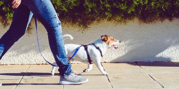 Jack russell terrier on a dog walk