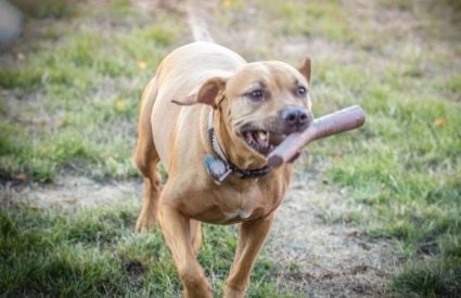 Jackson running with best fetch toy