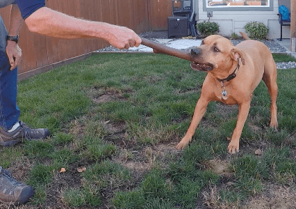 preventive vet fetch toy