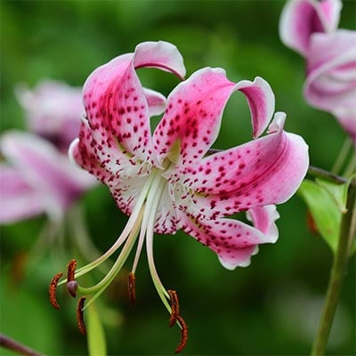 Japanese Lily