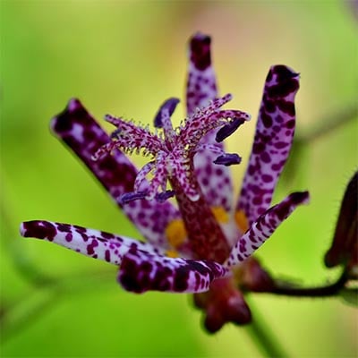 Japanese Toad Lily