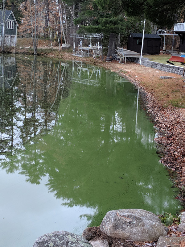 Algae watch - Jon Samuelson Province Lake NH 