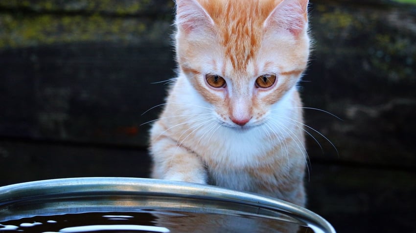 How Can I Get My Kitten To Drink Water How Can I Get My Kitten To Drink Water