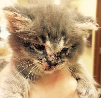 Kitten hit by weed whacker