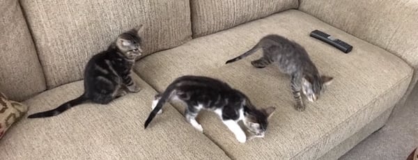 Kittens Barry Raja ZsaZsa playing on the couch