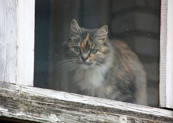 Cat in window