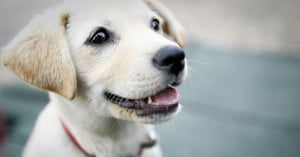 Lab-puppy-socialization