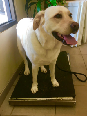 Labrador dog on scale