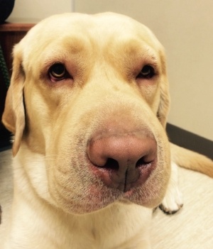 Labrador bee sting on nose