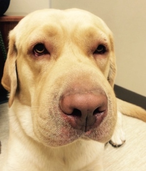 Labrador dog with a bee sting on face