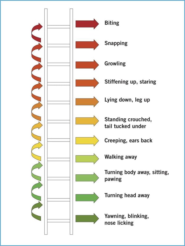 Ladder of Aggression The Veterinary Nurse