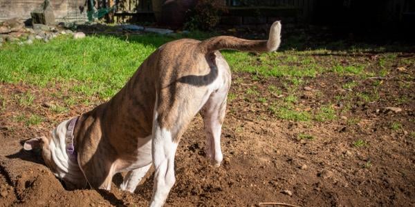 Large Dog digging in yard