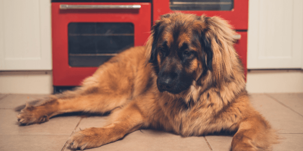 Large Leonberger dog laying on kitchen floor in front of red oven 600 canva