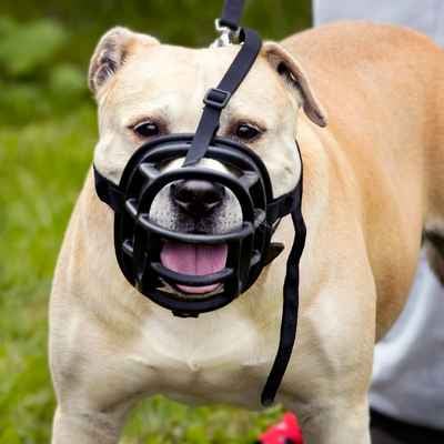 Dog Muzzles: When, Why, and How to Correctly Use Them – American