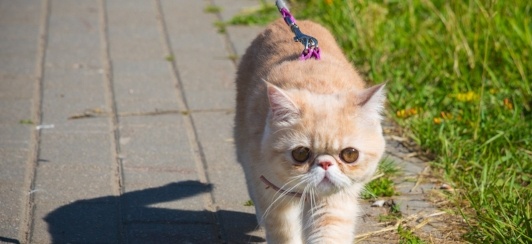 Leash Walking Cat Safely
