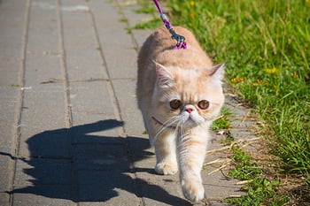 Leash Walking Cat on Path Leash Walking Cat on Path