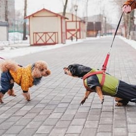 dog barking and lunging on leash