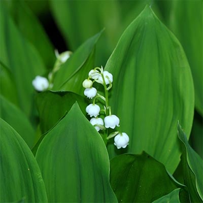 Lily of the Valley