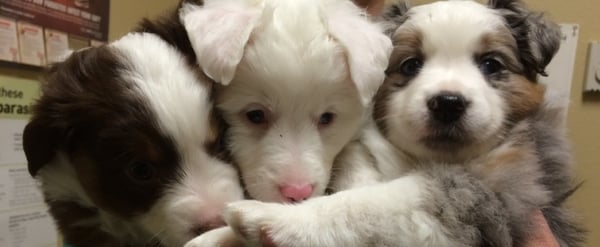 litter of three puppies