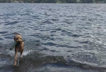 Loki-swimming-fetching-stick